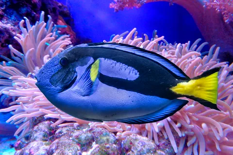 Pesce chirurgo