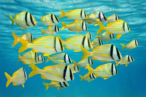 Pesce maiale (Anisotremus)