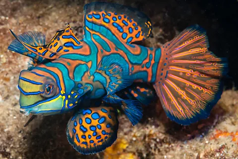 Pesce mandarino
