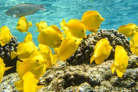 Pesce chirurgo giallo