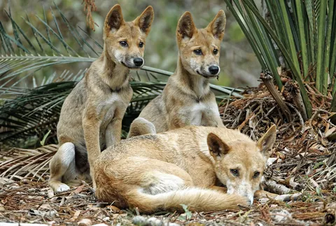 澳洲野犬