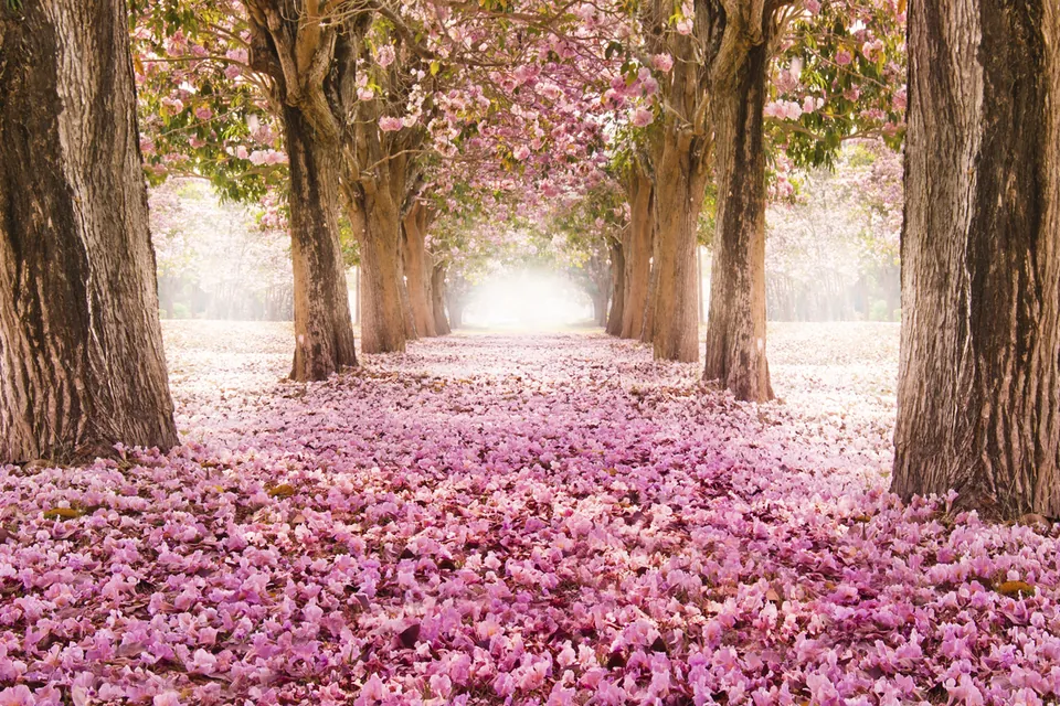 Roze droomwereld