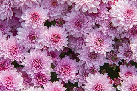 Roze chrysanten