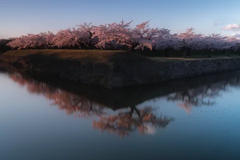 春 ~五稜郭公園の桜