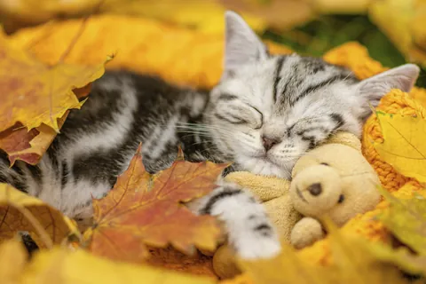 かわいい子猫