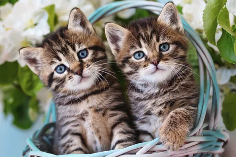 青い瞳の二匹の子猫