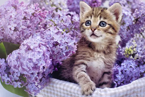 紫陽花に囲まれた子猫
