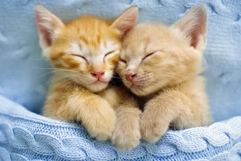 毛布に包まって眠る子猫