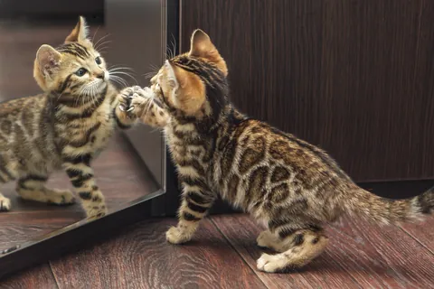 鏡で遊ぶ子猫
