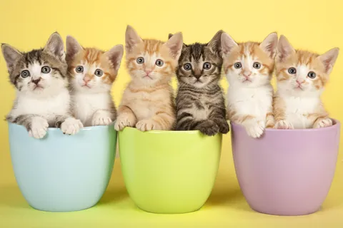 カップに入った六匹の子猫