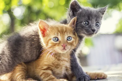 外で遊ぶ二匹の子猫