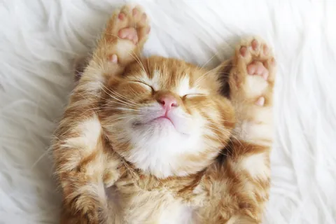 ふわふわの毛布で眠る