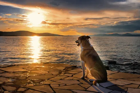 地中海の夕陽を眺める犬