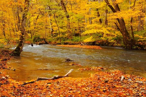 紅葉の奥入瀬渓流