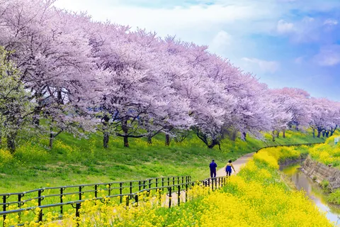 吉見町のさくら堤公園