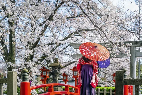 桜満開の京都