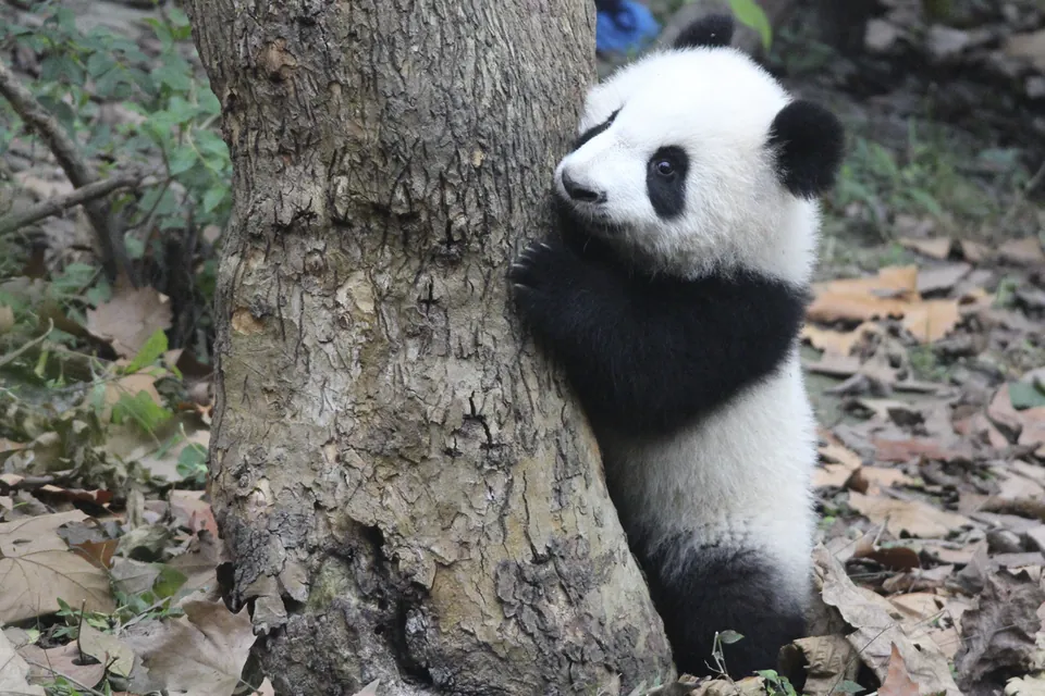 Dierenbaby's