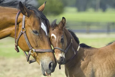Paard