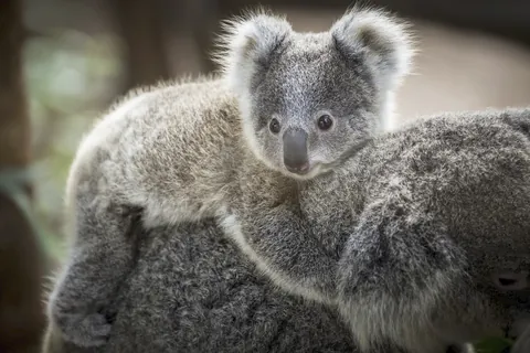 Koala