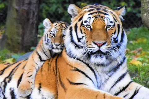 Tijger