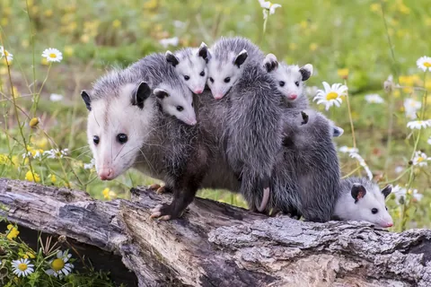 Opossum