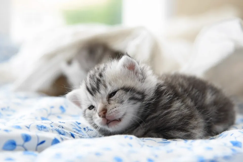 【動く】ふわふわ子猫