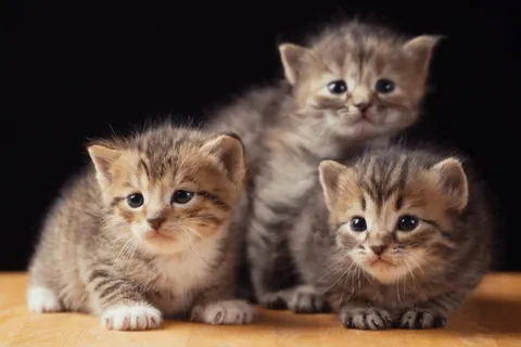 メインクーンの三匹の子猫