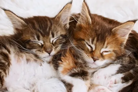 二匹でお昼寝する子猫