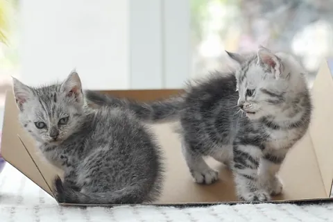 アメリカンショートヘアの二匹の子猫
