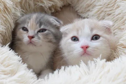 スコティッシュフォールドの二匹の子猫