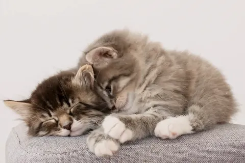 毛づくろいする子猫