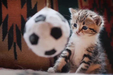 サッカーボールで遊ぶ子猫