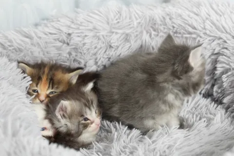 もふもふベッドの上のメインクーンの子猫たち