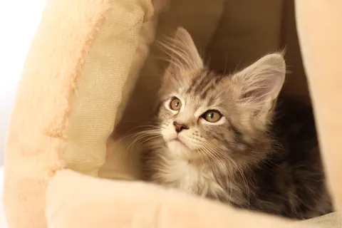 ペットベッドの中のメインクーンの子猫