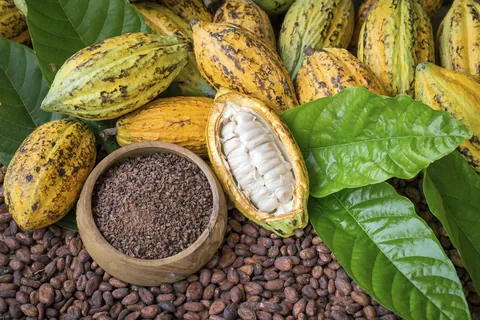 カカオフルーツ