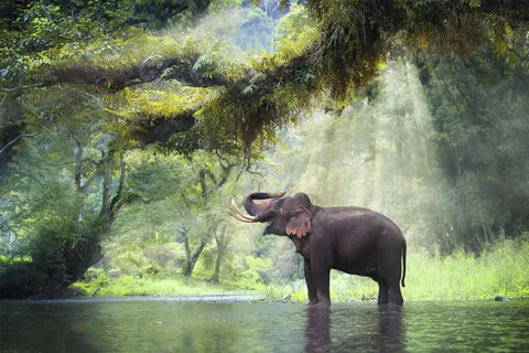 絶景に生きる動物