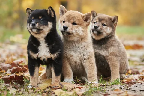 柴犬