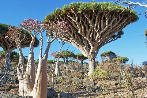 Archipiélago de Socotra, Yemen