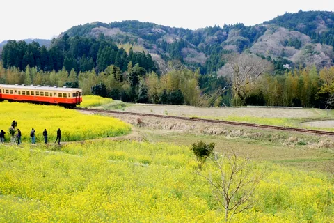 石神菜の花畑