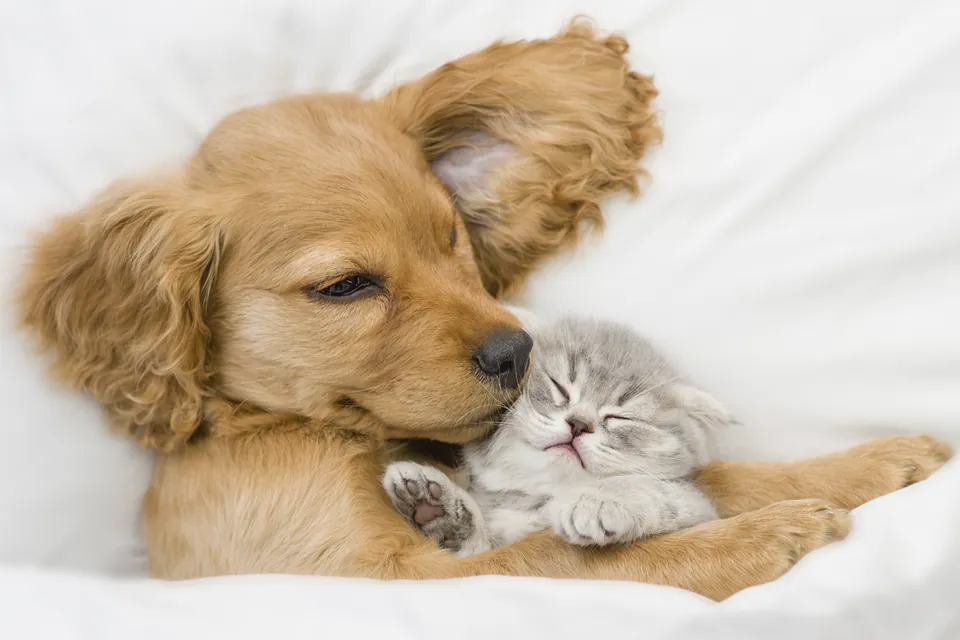 動物たちの不思議な絆