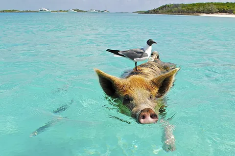 豚の背に乗り海を渡るカモメ