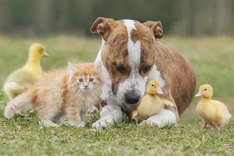 猫、犬とアヒルのこどもたち