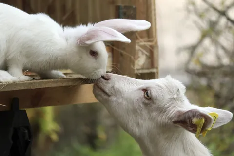 ウサギとヤギのこども