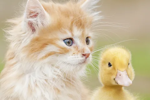 猫とアヒルのこども