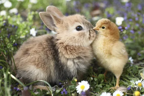 ウサギとひよこ