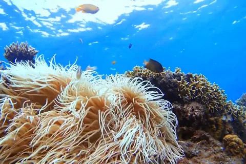 渡嘉敷島のイソギンチャク