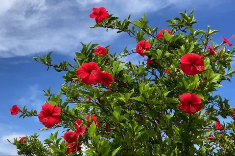 ハイビスカスの花