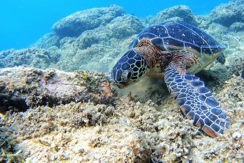 渡嘉敷島のアオウミガメ