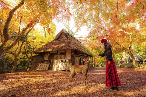 Nara-Park, Nara