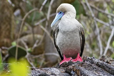 Roodpootgent